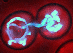 macro photo of organic matter