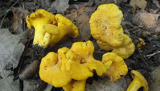 Yellow mushrooms growing